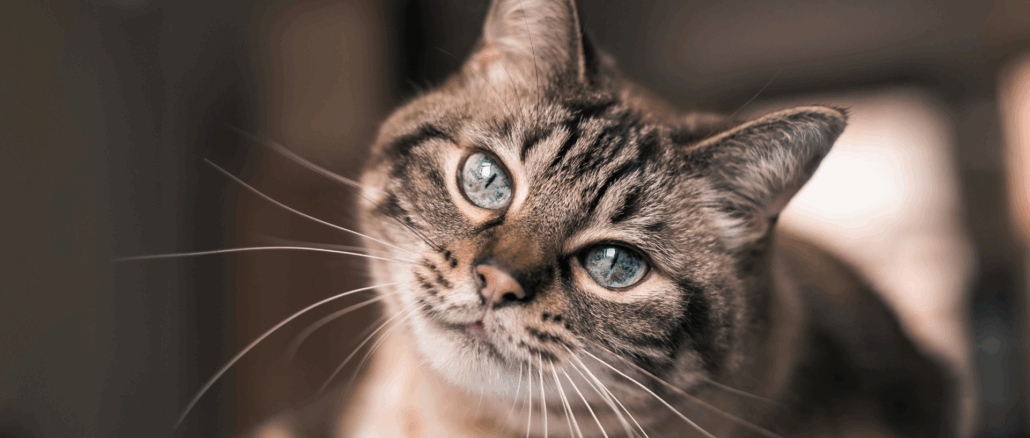 Zu wenig Liebe, zu viele Zweifel: Mann bekommt Katzen nicht zurück