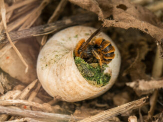 Wildbienen im Winterschlaf: Diese einfachen Garten-Tricks retten sie durch den Winter Wildbienen im Winterschlaf: Diese einfachen Garten-Tricks retten sie durch den Winter