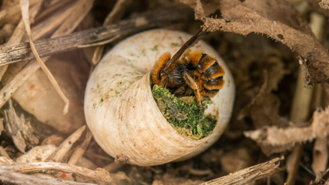Wildbienen im Winterschlaf: Diese einfachen Garten-Tricks retten sie durch den Winter