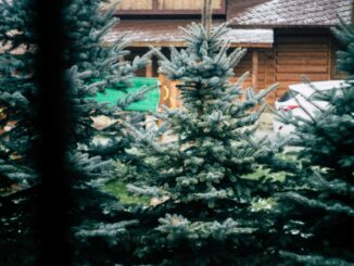 Weihnachtsbäume 2025: Preise steigen – echter Baum bleibt gefragt Weihnachtsbäume 2025: Preise steigen – echter Baum bleibt gefragt