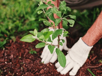 September ist Pflanzzeit: So machst du deinen Garten fit fürs Frühjahr September ist Pflanzzeit: So machst du deinen Garten fit fürs Frühjahr