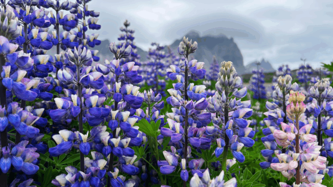 Süßlupine (über capdexai66)