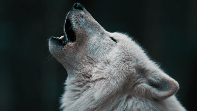 Wolf (über BerndtHH)