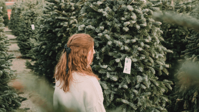 Weihnachtsbaumhändler (über Diana Vyshniakova)