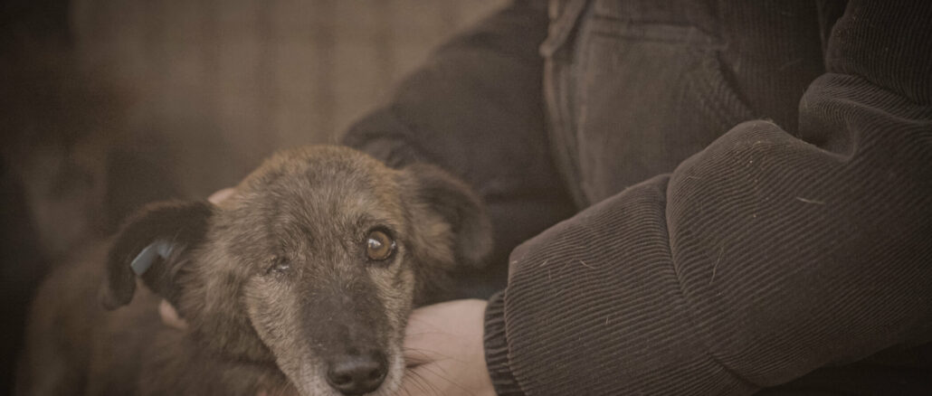 ProSieben zeigt investigative Doku über Rumäniens Hunde-Mafia-System