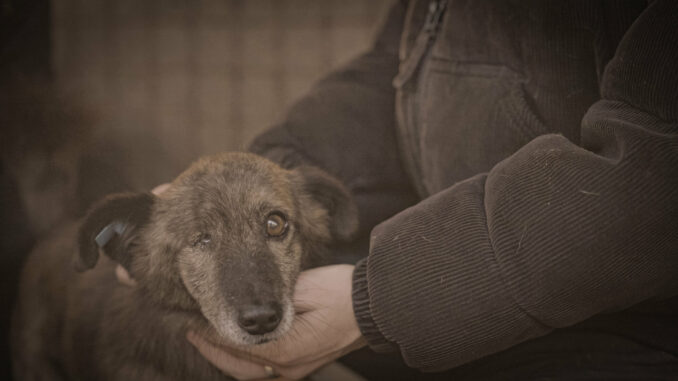 How to kill a puppy and get rich - Die Hunde-Mafia (über ProSieben/Joyn)